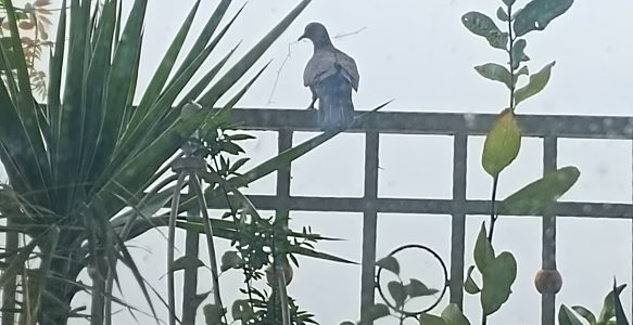 斑鸠夫妇安家全记录