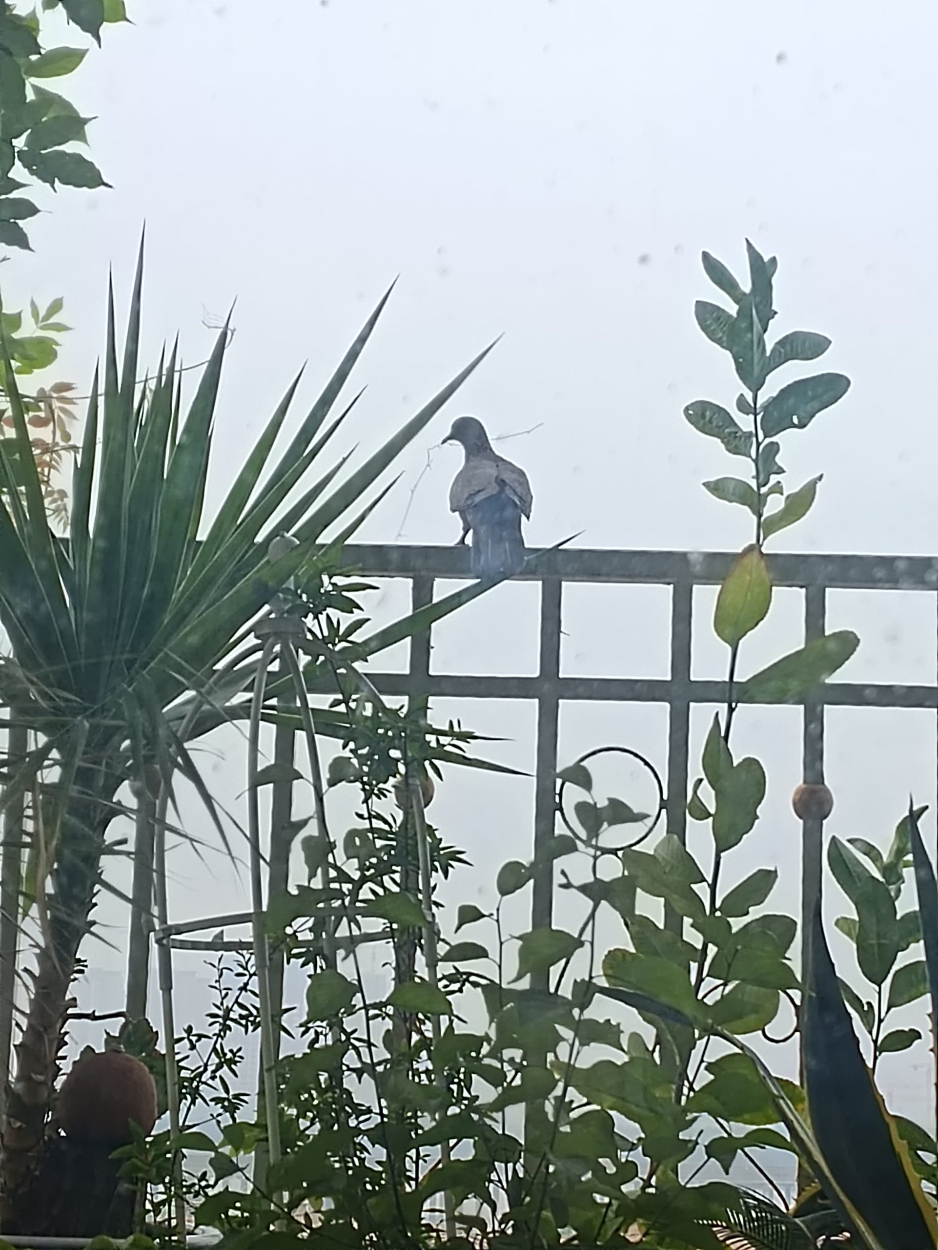 斑鸠夫妇安家全记录